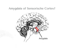 Amygdala of sensorische cortex