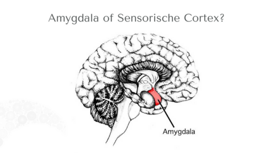 Amygdala of sensorische cortex